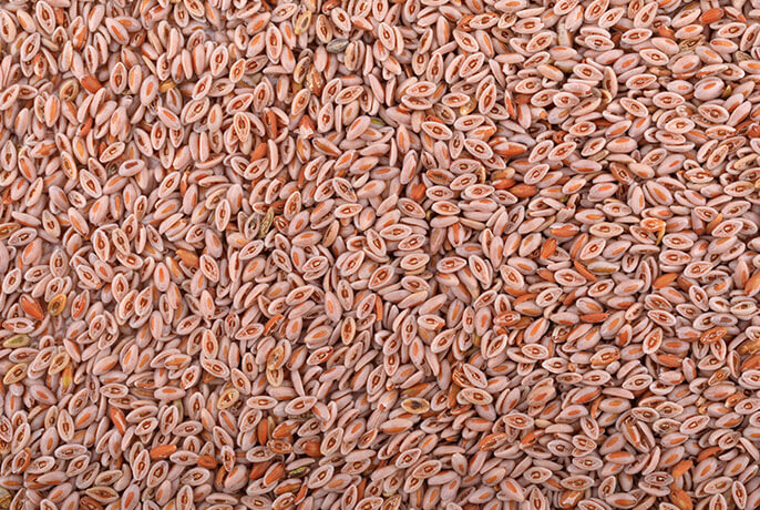 Psyllium-seeds