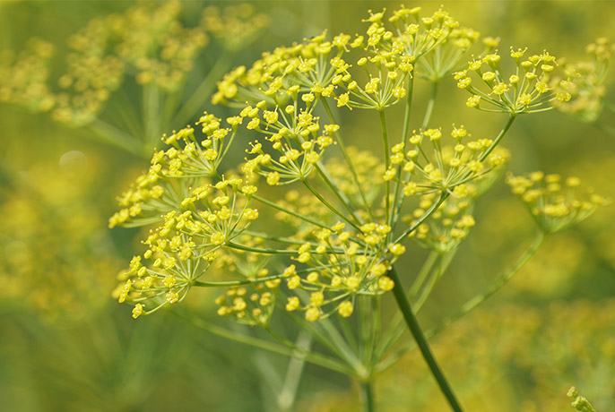 Fennel-1.jpg