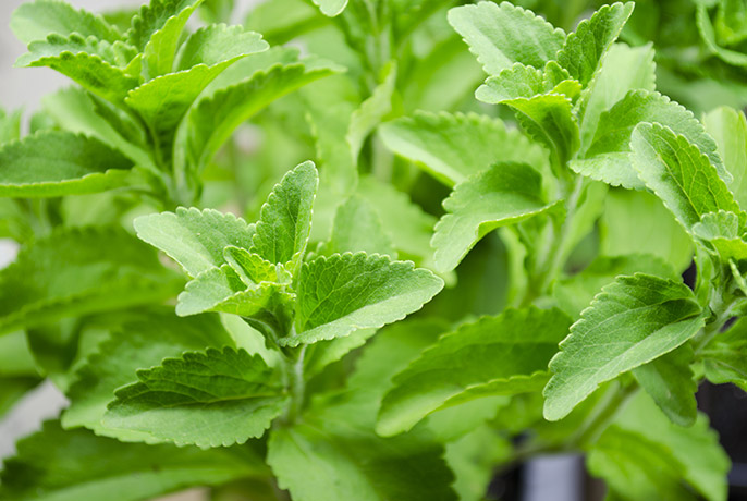 stevia.jpg