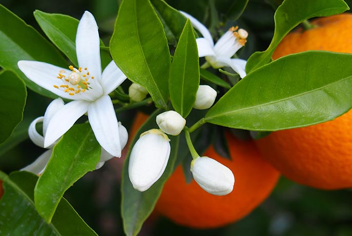 Orange-blossom.jpg