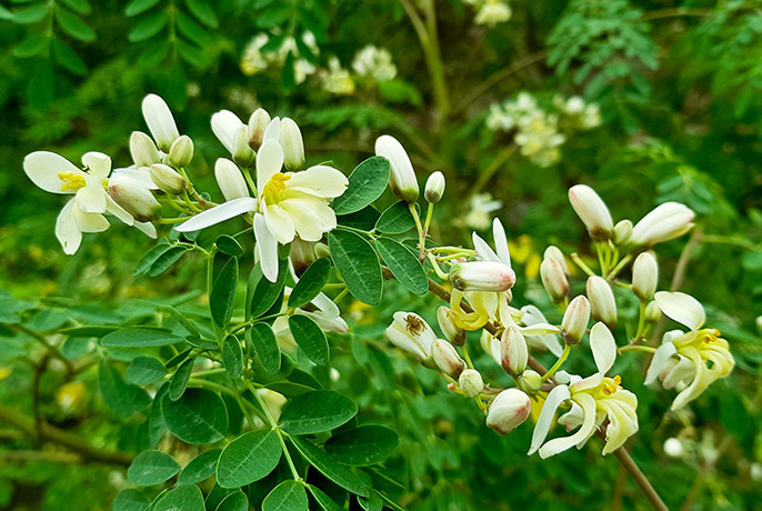 moringa