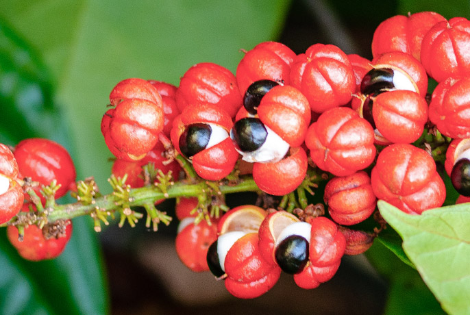 Guarana-1.jpg