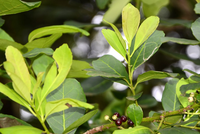 yerba-mate-1.jpg