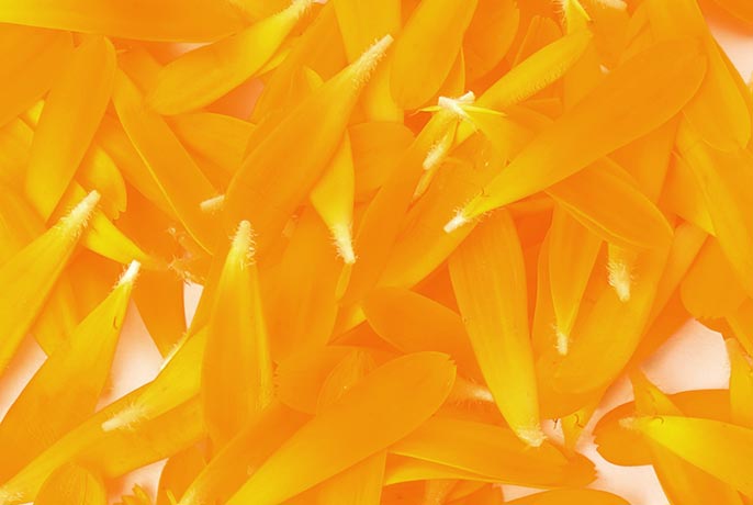 calendula-petals.jpg